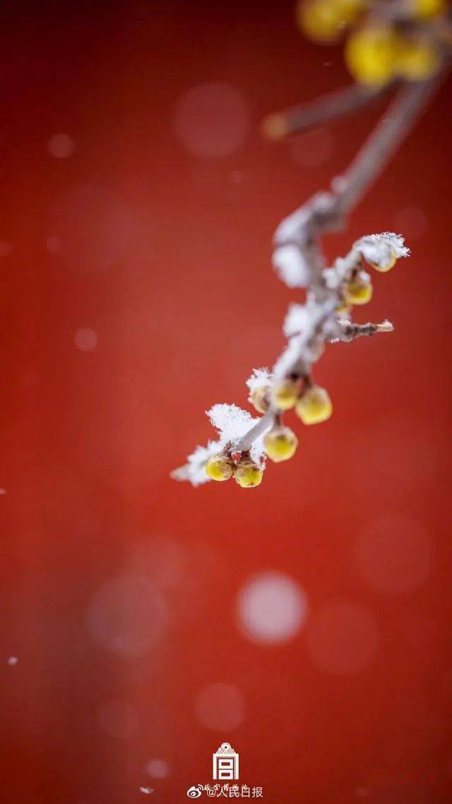 韩愈 白雪却嫌春色晚 故穿庭树作飞花 草芽 春雪 芳华
