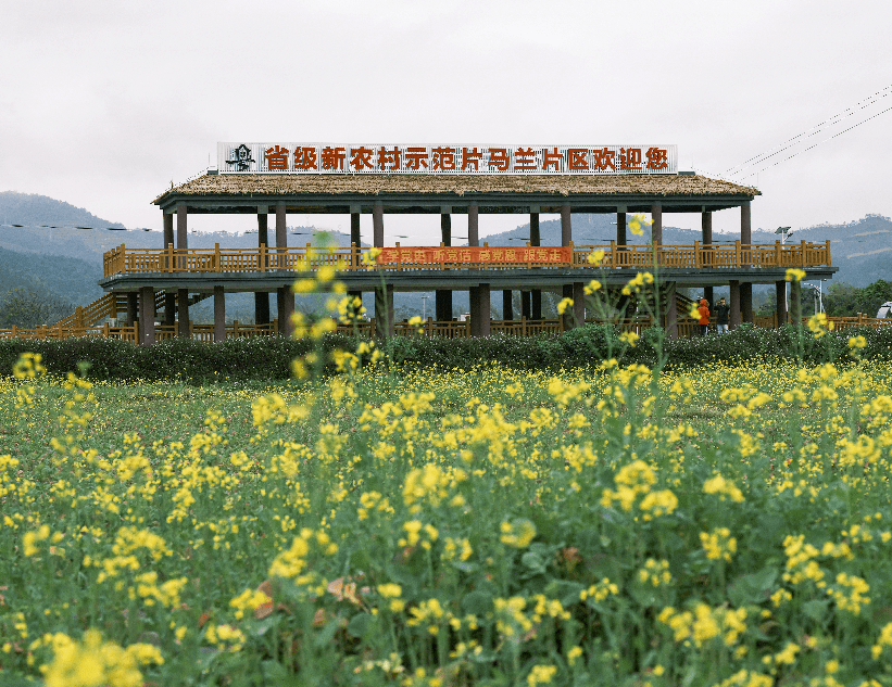 新疆马兰村简介图片