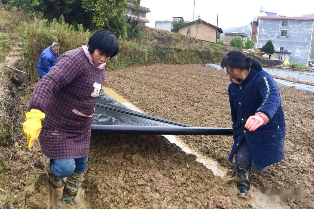 雨靴插秧踩泥图片