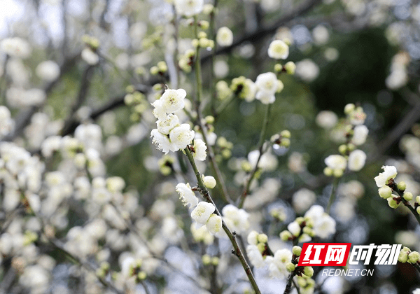 冷空气|湖南新田：白梅花开春意闹