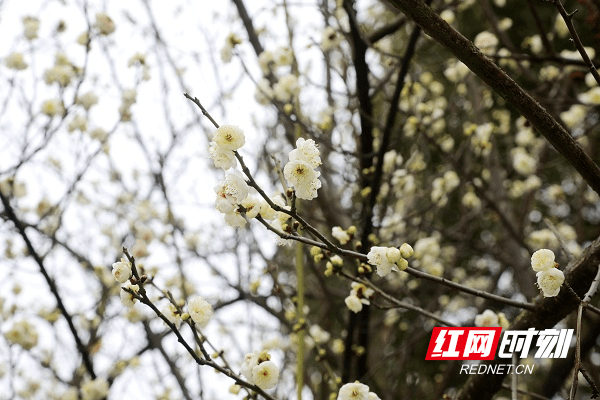 冷空气|湖南新田：白梅花开春意闹