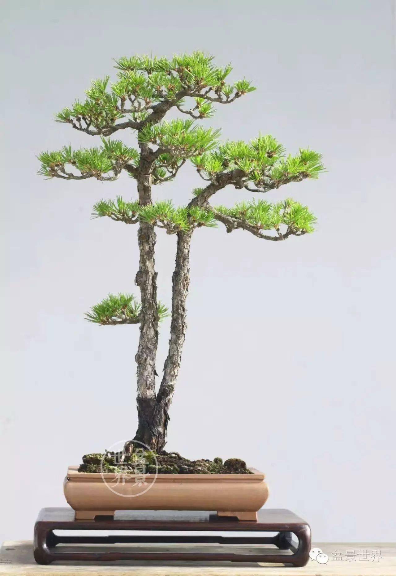 情人树_今天情人节_作品_cm