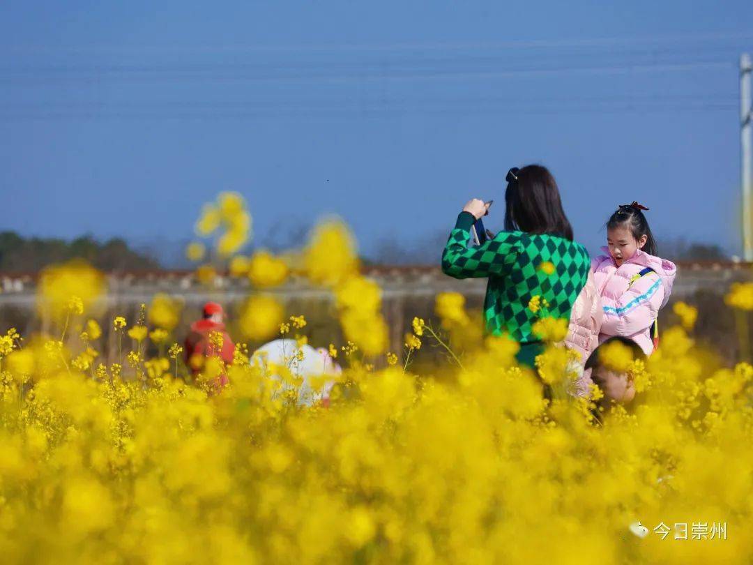 崇州虎年第一波油菜花海上線_五星村_溼地_白頭鎮