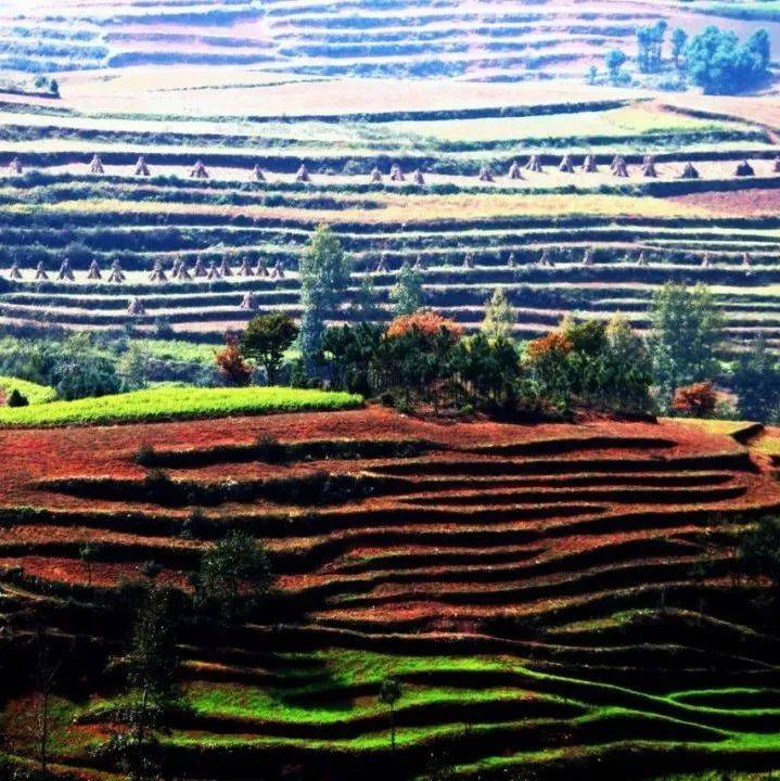 朱提影像(五十二)| 鲁甸山村的大地农韵_台地_孔祥曙_红土