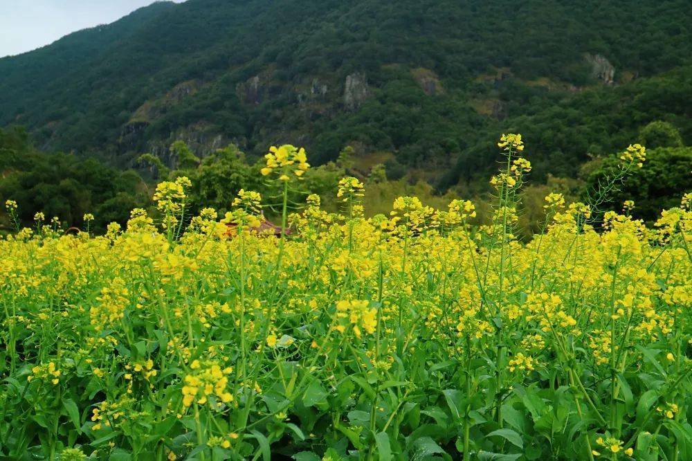 永泰丘演村油菜花图片