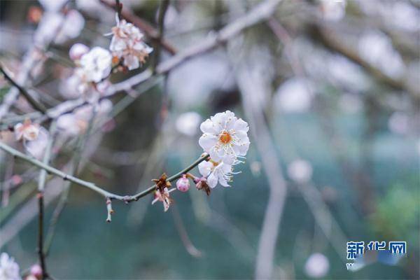 梅影芳|元宵佳节 良辰“梅”景