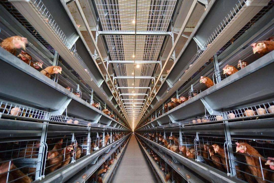 冷应激丨立春后气温突降蛋鸡场效益也下降你是时候知道这些了