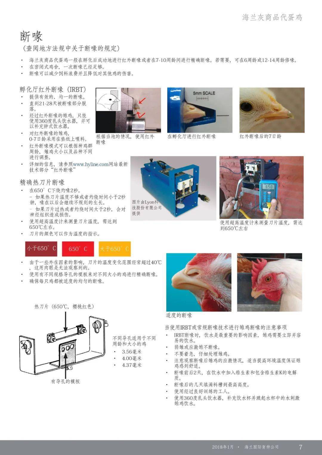 海兰灰蛋鸡介绍图片