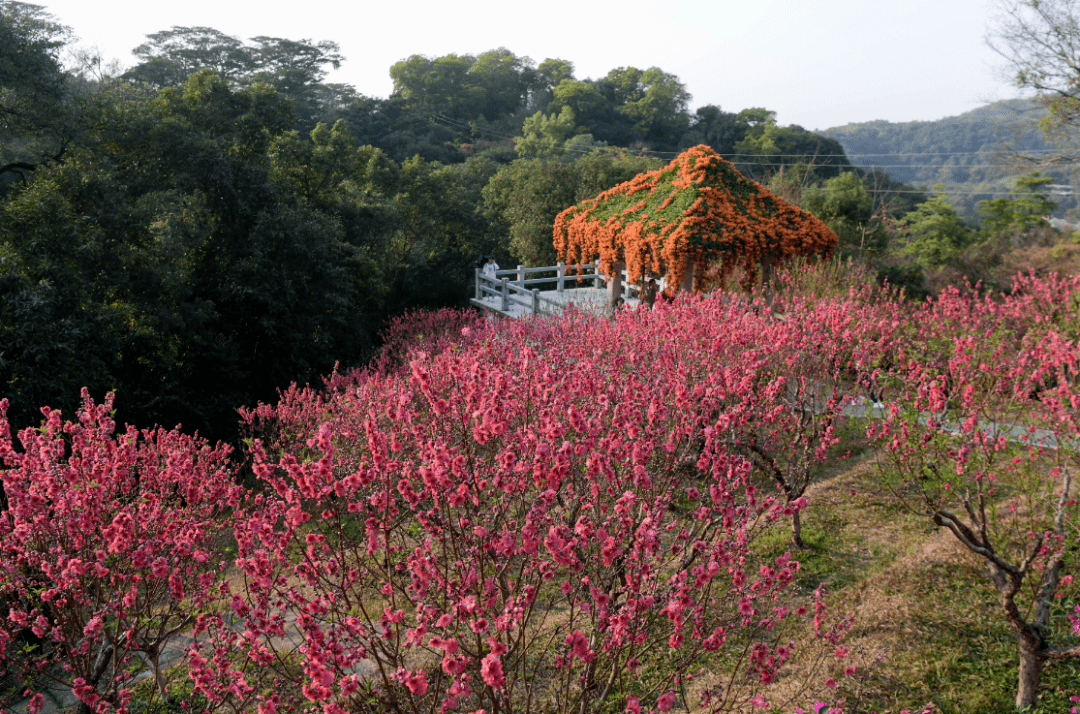 广州2月赏花地图来啦郁金香虞美人油菜花0元赏