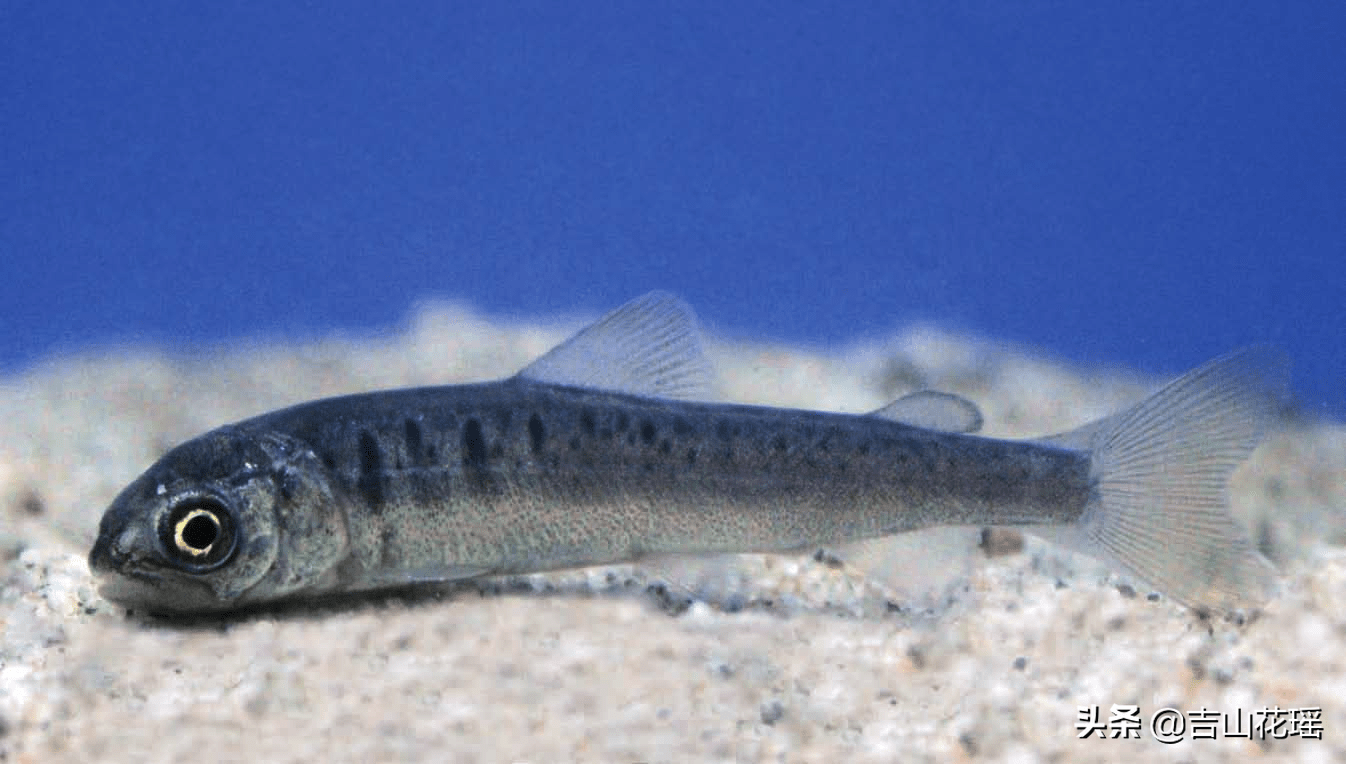 秦嶺細鱗鮭子二代人工繁育技術_進行_親魚_飼料