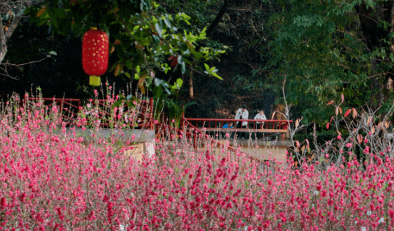 广州白云山桃花涧的桃花盛开啦吸引众多市民游客前来踏青观赏