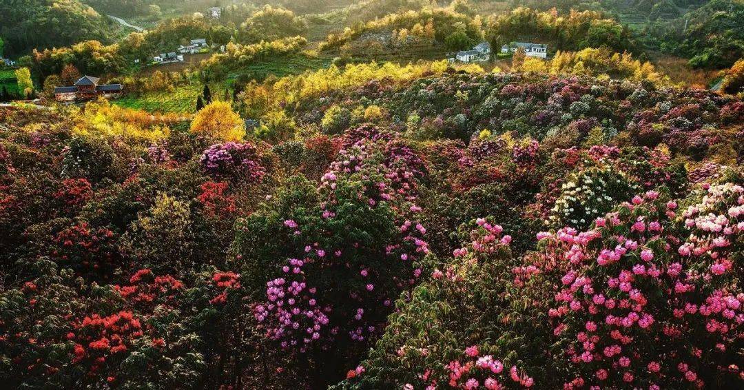 花海盛宴春游万亩樱花百里杜鹃闯进贵州花海秘境拥抱一场颜值巅峰盛宴