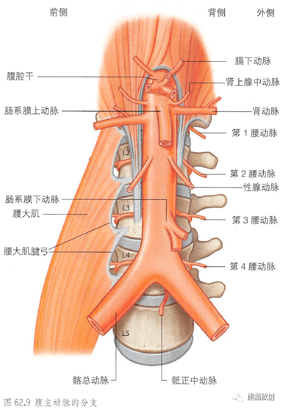 腹主动脉的分支下腔静脉的属支和腰静脉只清晰显示左腰静脉系统主动脉