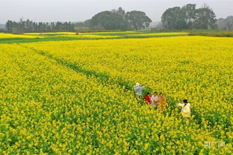 非法|【赏花正当时】春日美景 油菜花开引客来