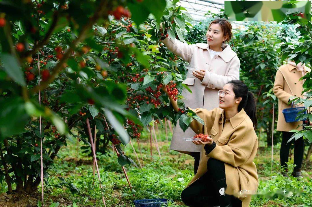 做好四个方面让休闲农业提质増效发展开云体育 开云官网(图3)