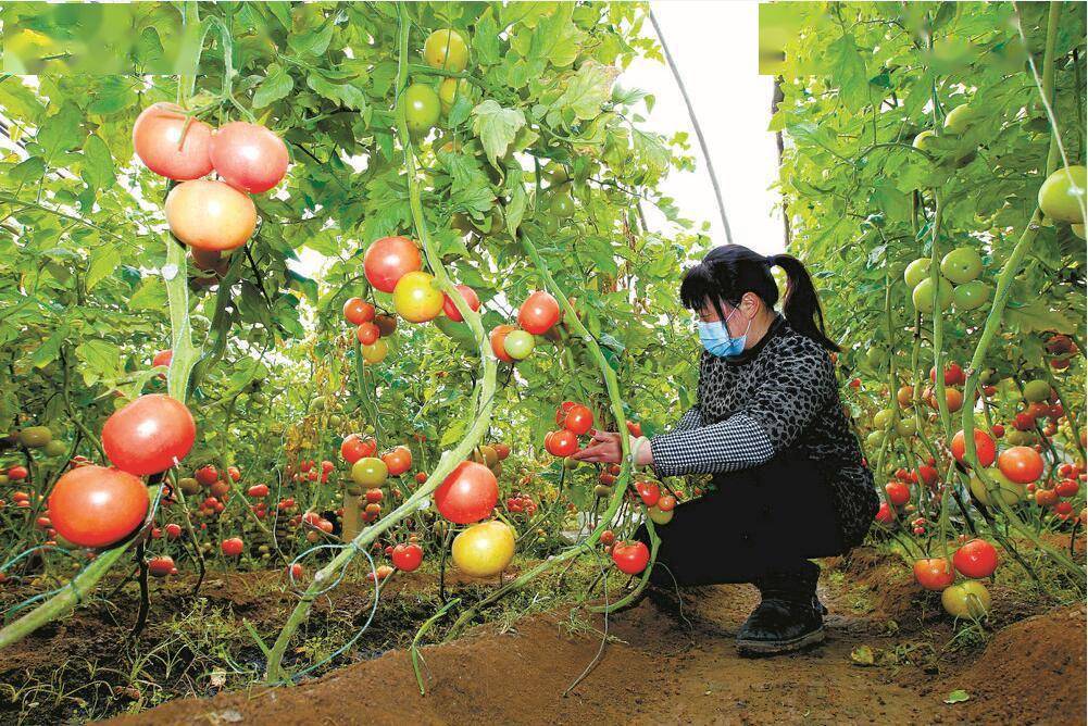 早春采摘蔬菜图片