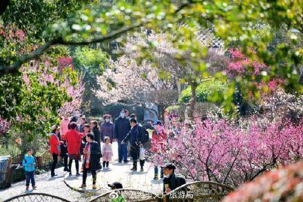 四大|全国四大赏梅胜地之一，无锡梅园梅花正盛开