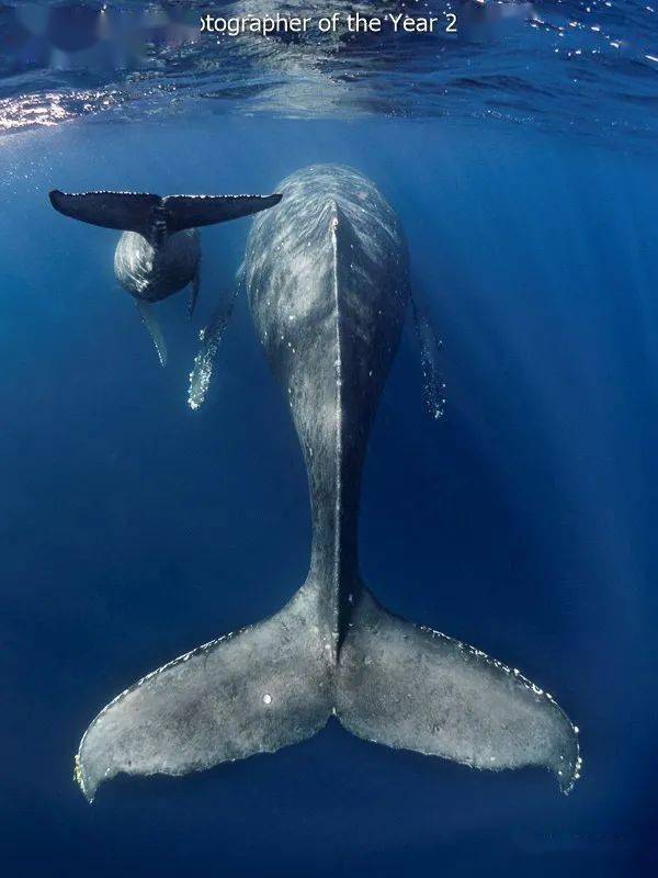underwaterphotographeroftheyear2022年度水下摄影师获奖作品集新鲜