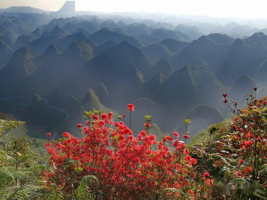 大美册亨寻春之旅