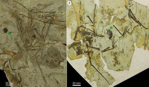 种古|新发现翼龙食团：1.6亿年前这种翼龙爱吃古鳕鱼