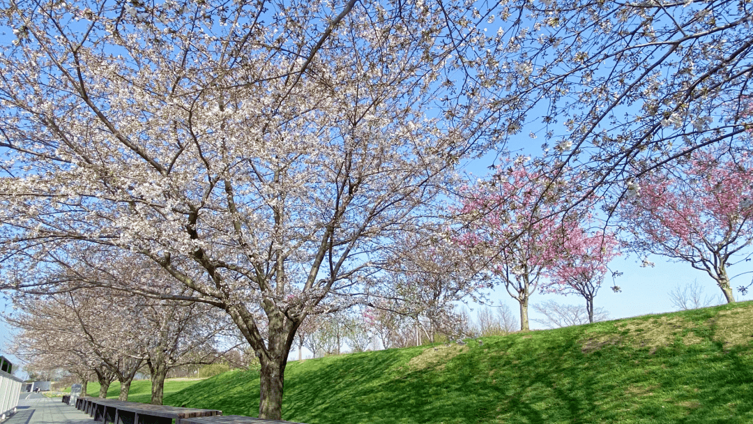辰山植物园寒樱"醒"啦!预计3月可进入最佳赏樱期_樱花_钟花樱_品种