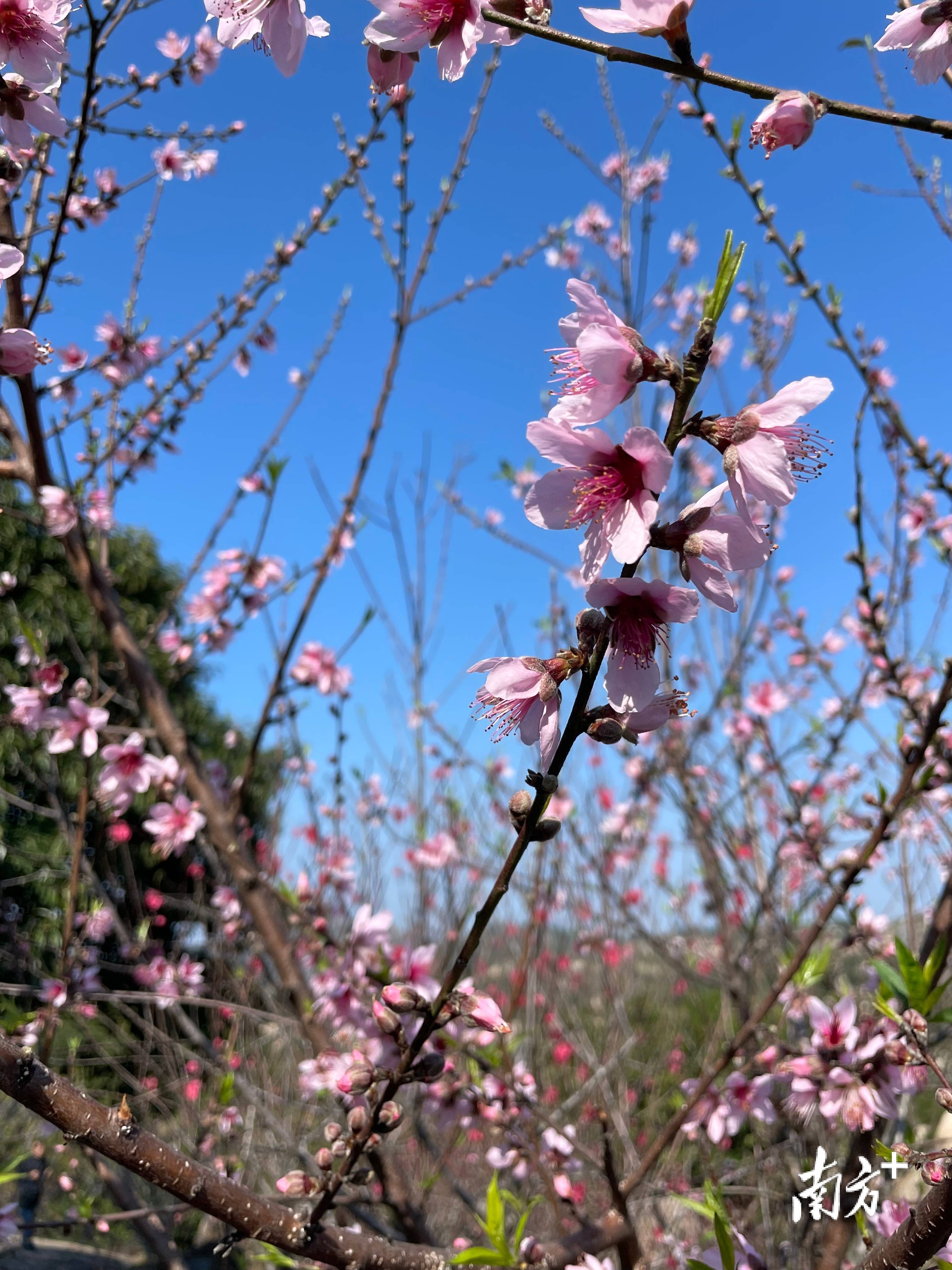 达濠巨峰寺桃花图片