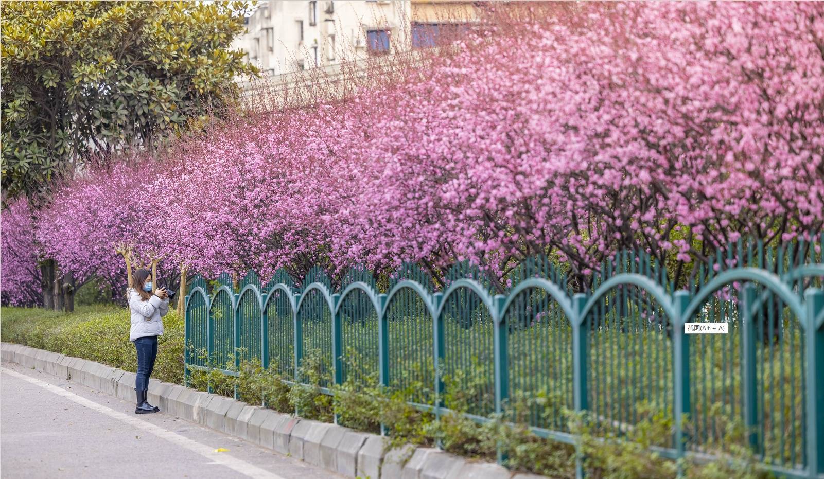 花海|开往“春天”的重庆列车 在万株美人梅间穿梭