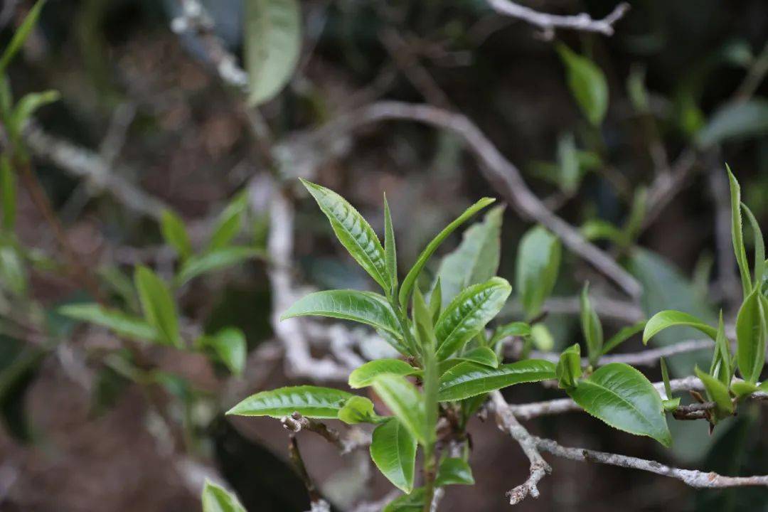 书剑说普洱 都道春茶好,春茶到底好在哪里?_茶叶_茶树_物质