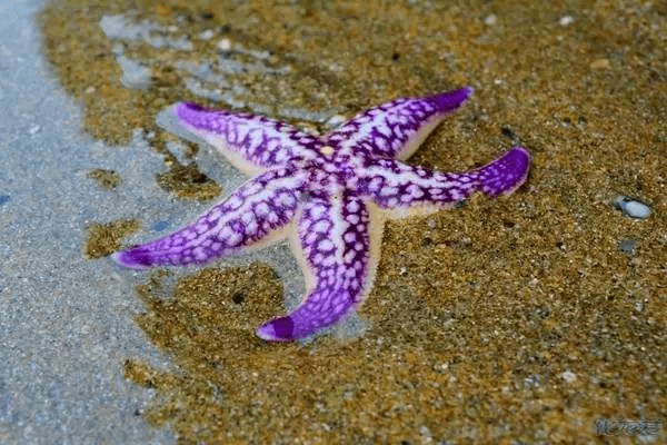 危险危险危险胶州湾又现海星吞食蛤蜊和海蛎子