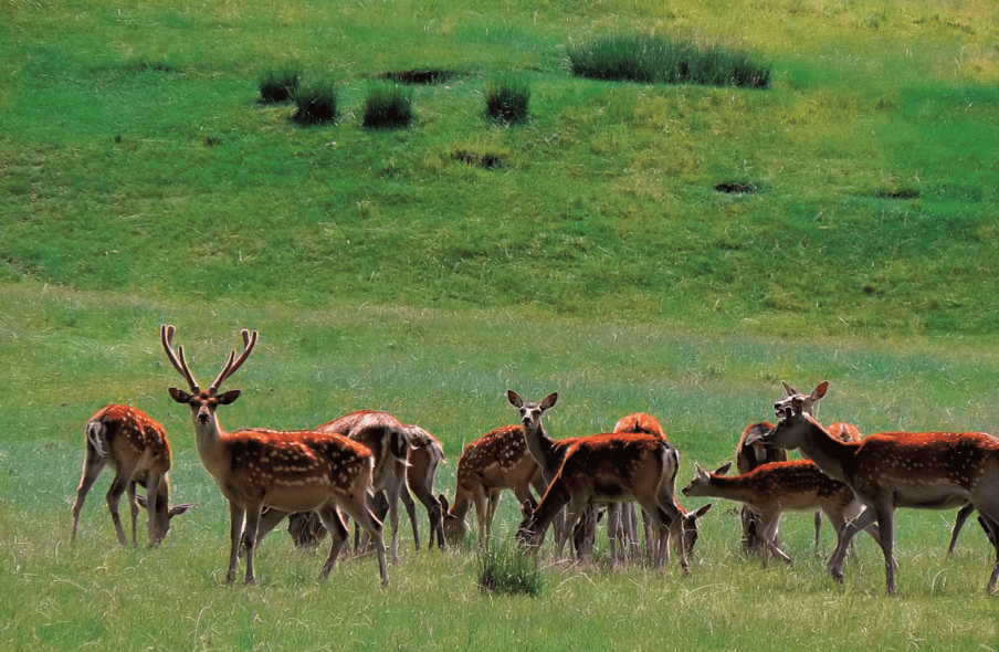 呦呦鹿鸣食野之苹初春来祁连鹿场踏春吧