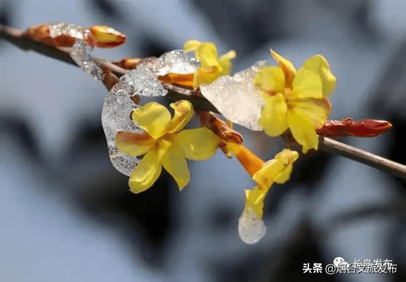 春意|来吧，来长岛赴一场春天的约会