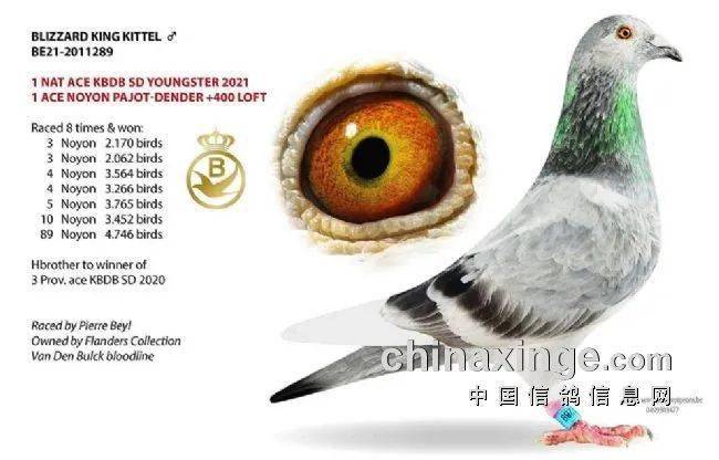 比利时十六项鸽王冠军风采