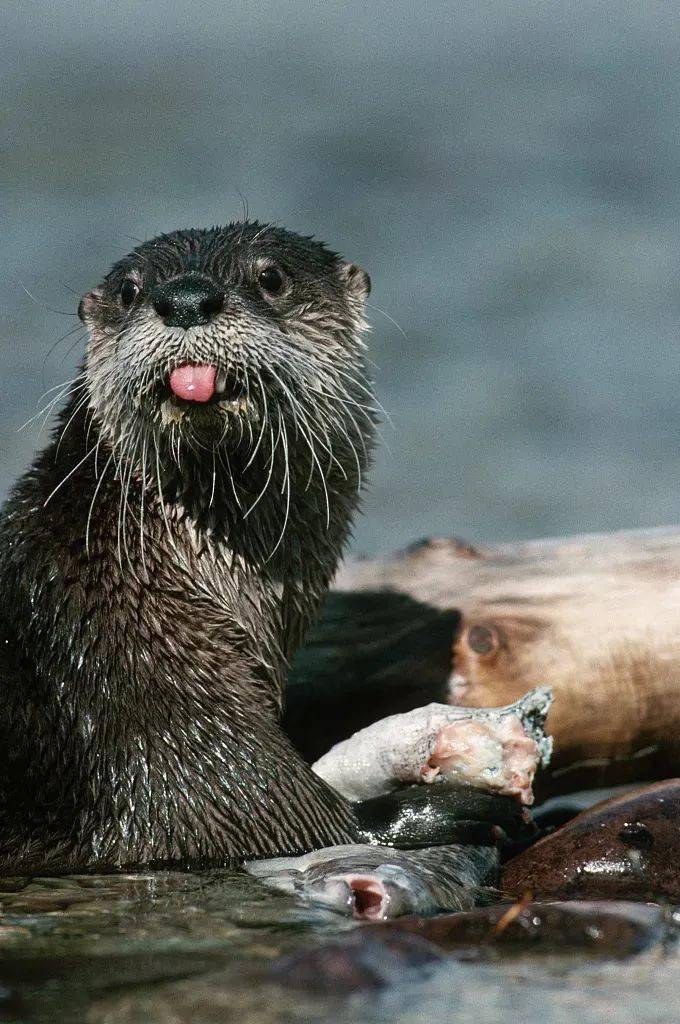 三候草木萌动二候鸿雁来一候獭祭鱼故古代将雨水分为三候忽冷忽热,乍