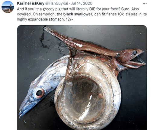 深海大胃王一口能吞10倍自身重量的猎物养鲲游戏说的就是它吧