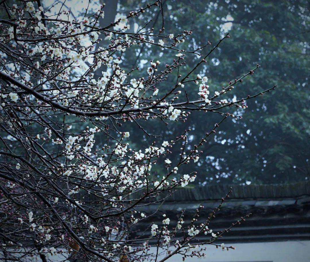 云林物语梅花破雪已成春