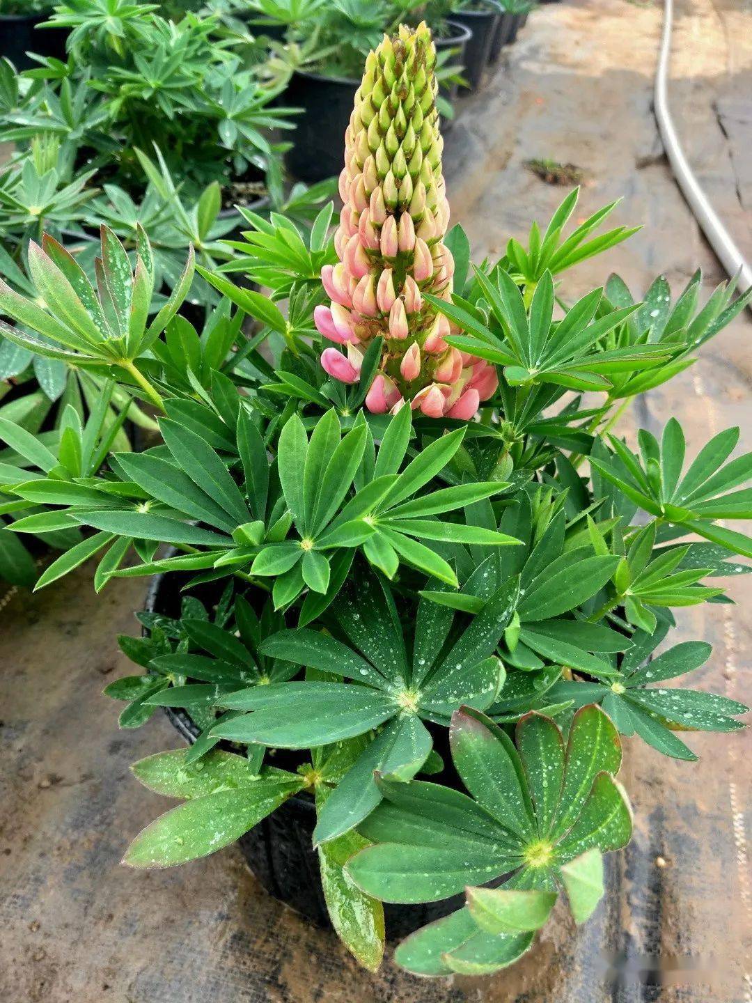 规格_颜色_蓝色