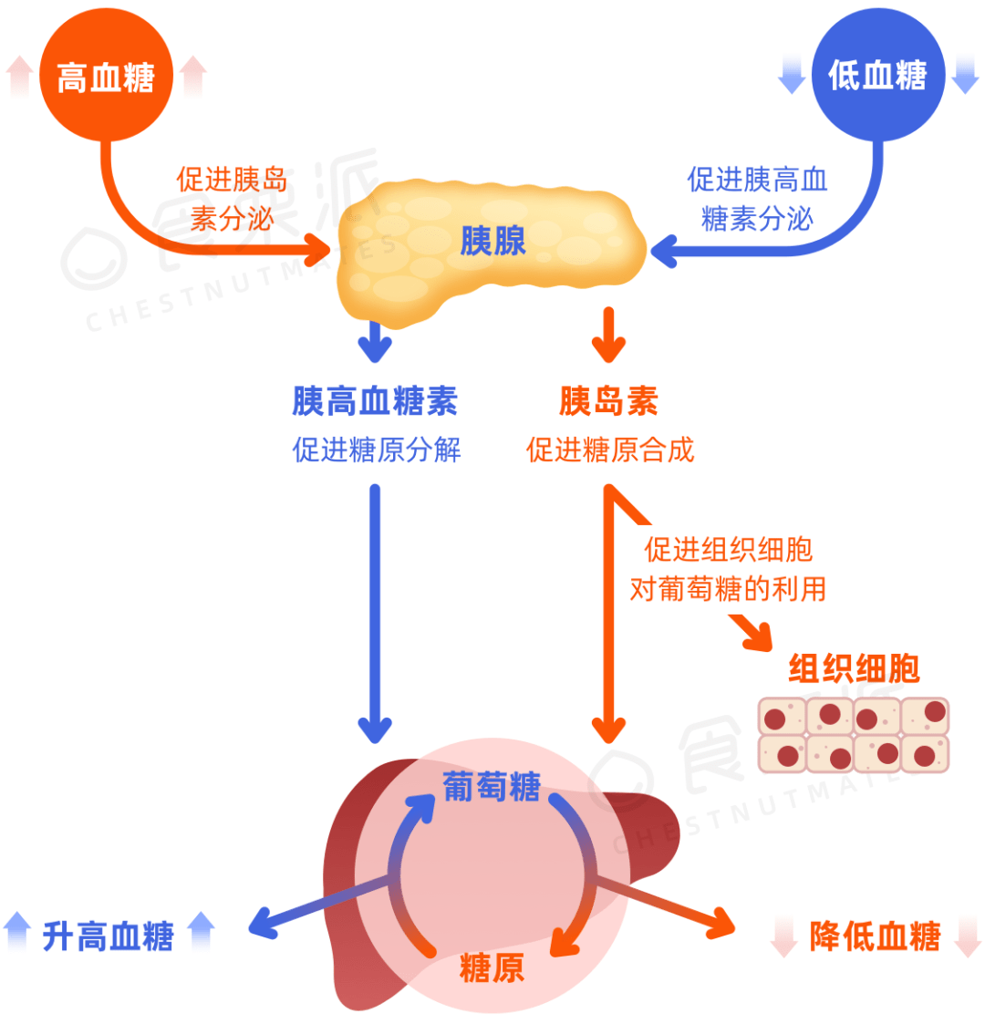 肝脏|血糖是如何调节的？总降不下来或与这些行为有关