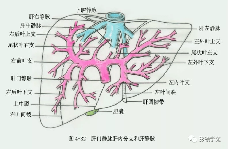 超赞最全肝脏的表面解剖及分叶分段