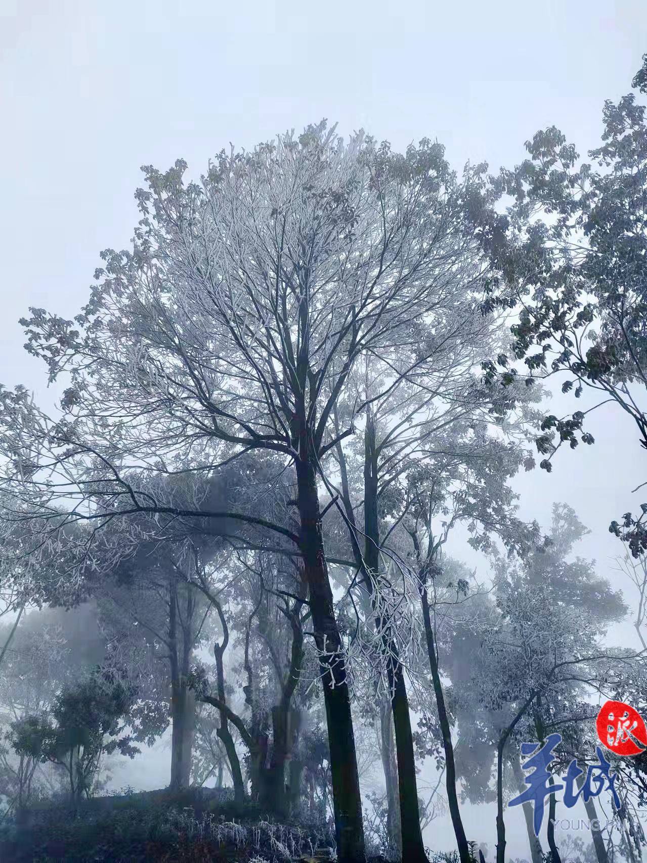 韶關南雄高海拔山區現雨凇霧凇景觀_百順鎮_冰掛_銀裝素裹