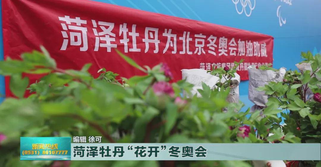 好品山东丨菏泽催花牡丹 花开 冬奥会 牡丹花 牡丹区 销售