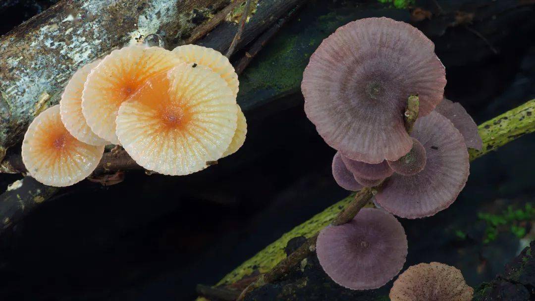 68岁的他被称为只拍蘑菇的摄影师10年里拍摄了10000多张照片惊艳bbc