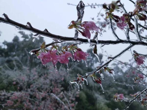 广东|万物皆可“冰墩墩”！广东多地迎来雾凇冰挂“雪景”奇观，美不胜收