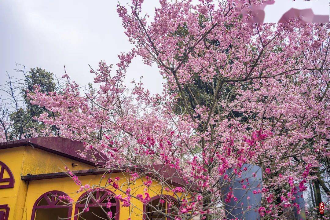 樱花_重庆_花瓣