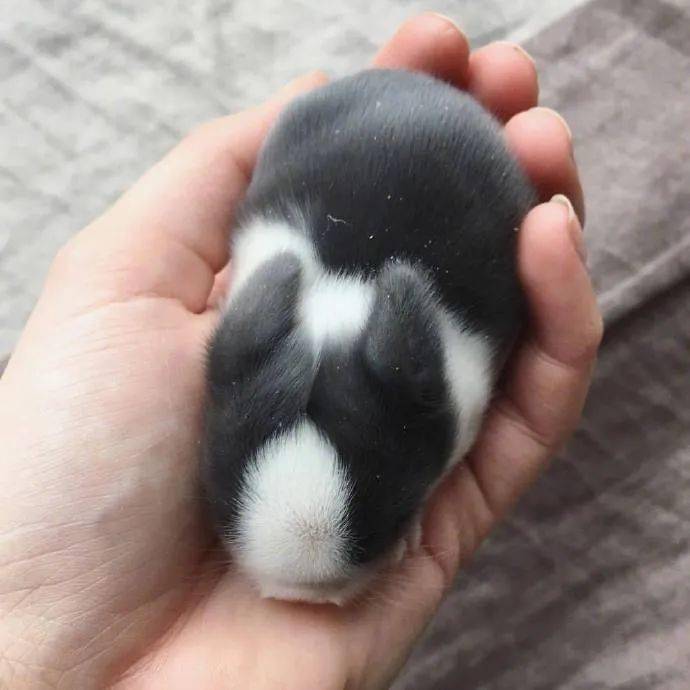 手心里的小兔几太可爱了