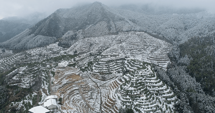 快珍藏竹口春雪