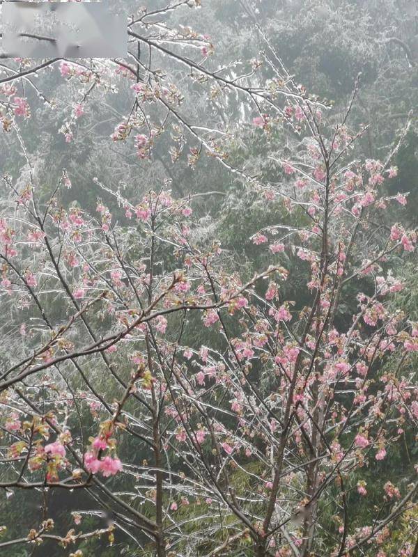 广东|万物皆可“冰墩墩”！广东多地迎来雾凇冰挂“雪景”奇观，美不胜收