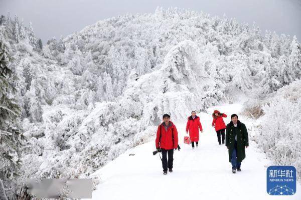 游客|春雪亦如画