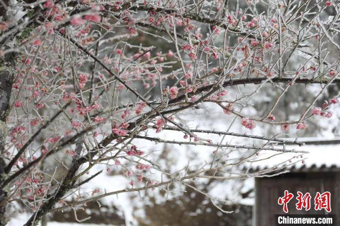 张明珉|浙江百山祖国家公园迎降雪 风景如画