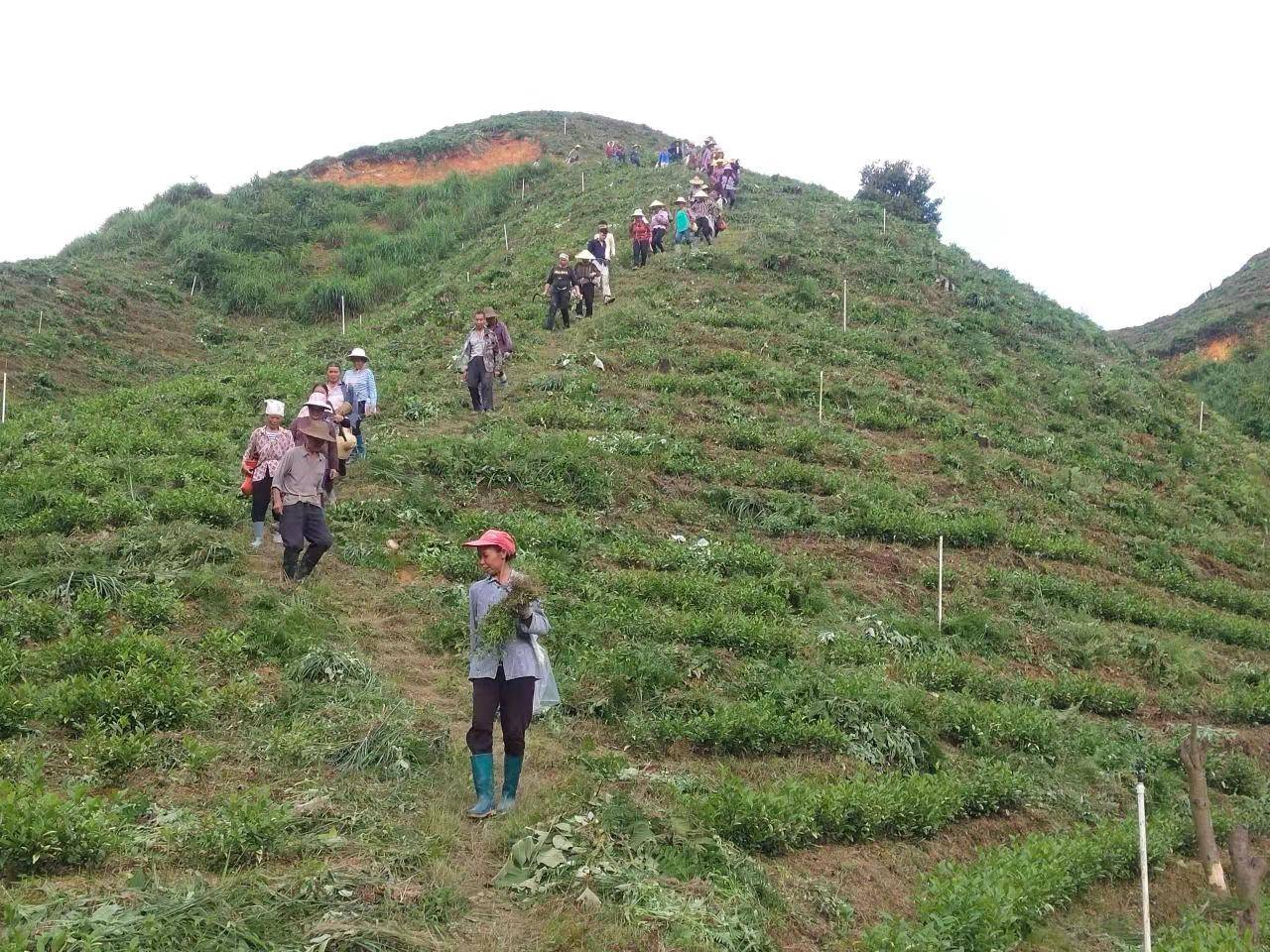 农户|榕江崇义乡:人勤春来早 茶树管护忙