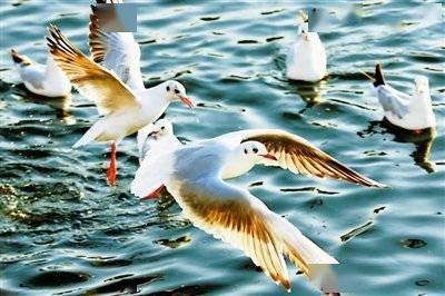 海鸥|鸥群戏水 扮靓海河